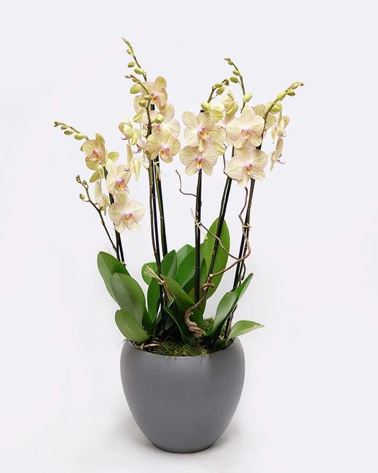 Cheerful Orchids